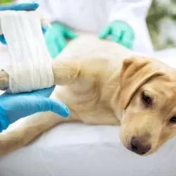 Animal Veterinary Hospital Animal Veterinary Hospital